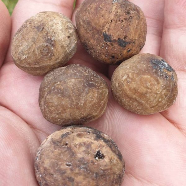 Lightning Pearls - Type A1 - Image 2