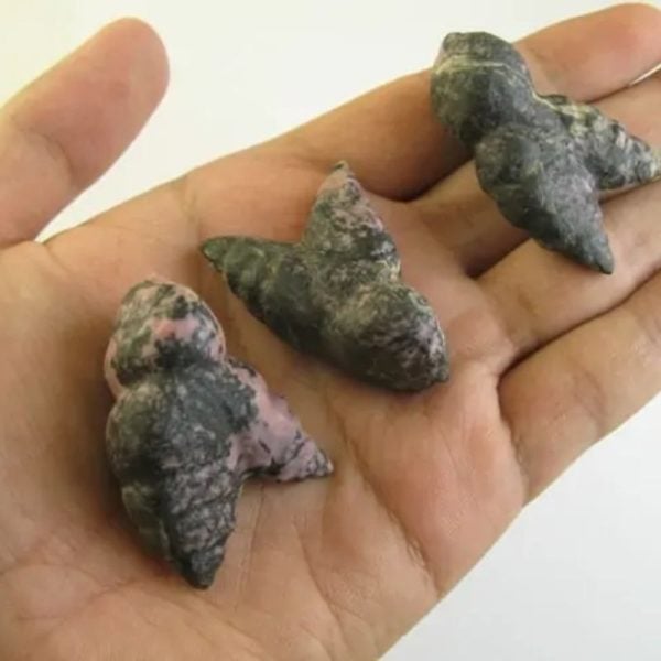 Wild Red Cat Horn Fossil - Type C1
