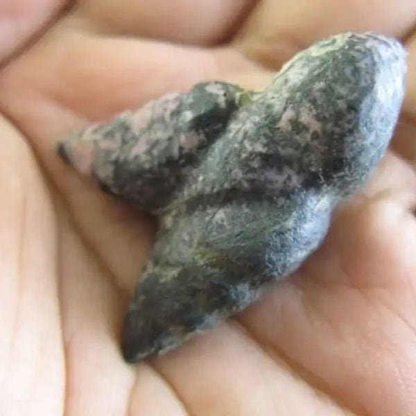 Wild Red Cat Horn Fossil - Type C1 - Image 4