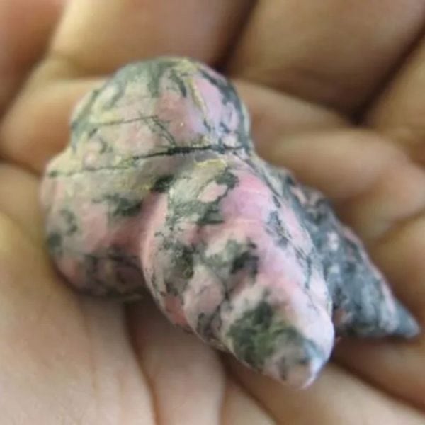 Wild Red Cat Horn Fossil - Type C1 - Image 3
