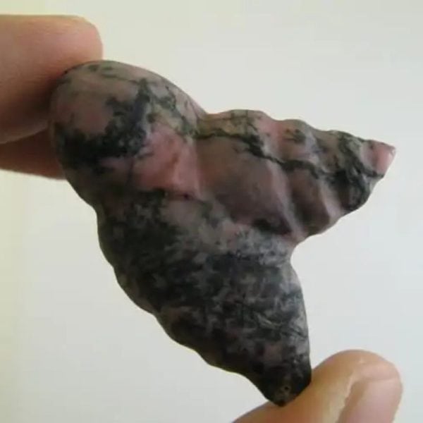 Wild Red Cat Horn Fossil - Type C1 - Image 2