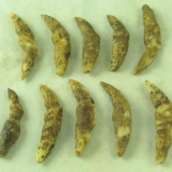 Wild Black Cat Horns - Type A - Image 4