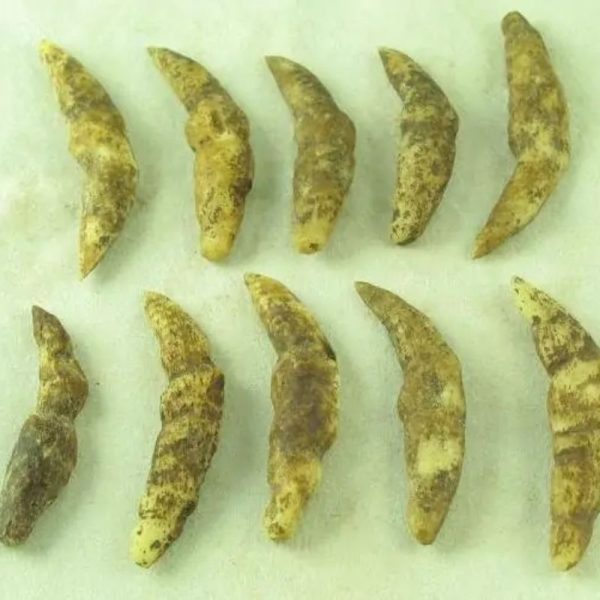 Wild Black Cat Horns - Type A - Image 3
