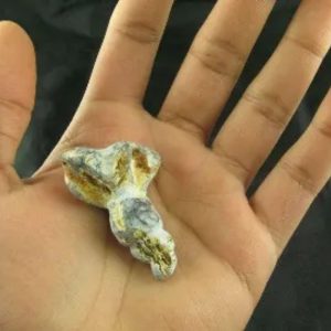 White Dragon Horn Fossil - Type A3