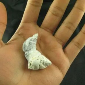 White Dragon Horn Fossil - Type A4