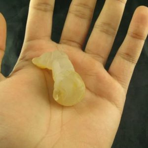 White Dragon Horn Fossil - Type A5