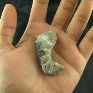 White Dragon Horn Fossil - Type A8