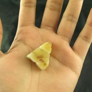 White Dragon Horn Fossil - Type A10