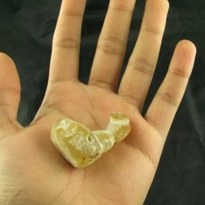 White Dragon Horn Fossil - Type A12