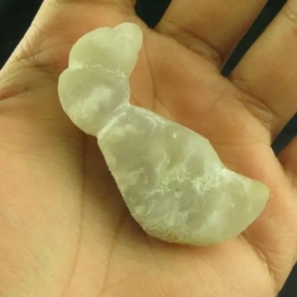 White Dragon Horn Fossil - Type  B1 - Image 2