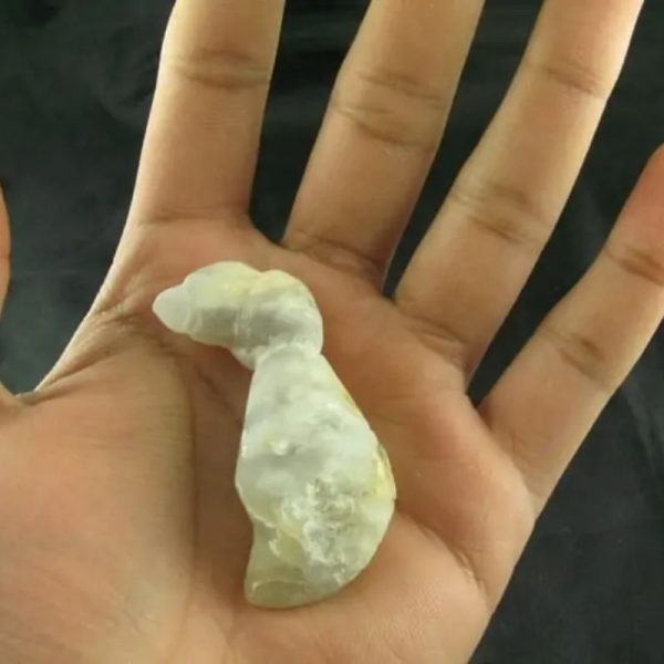White Dragon Horn Fossil - Type B1