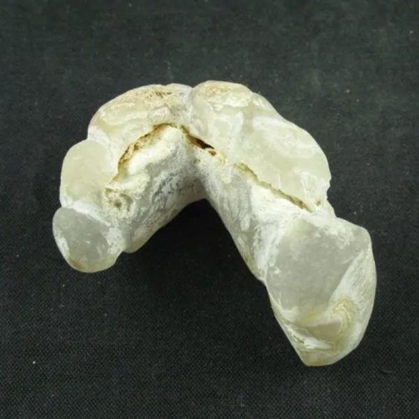White Dragon Horn Fossil - Type B2 - Image 3