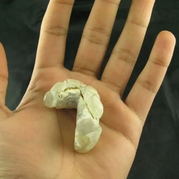 White Dragon Horn Fossil - Type B2