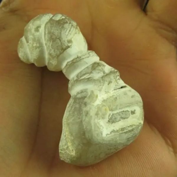 White Dragon Horn Fossil - Type B6 - Image 2