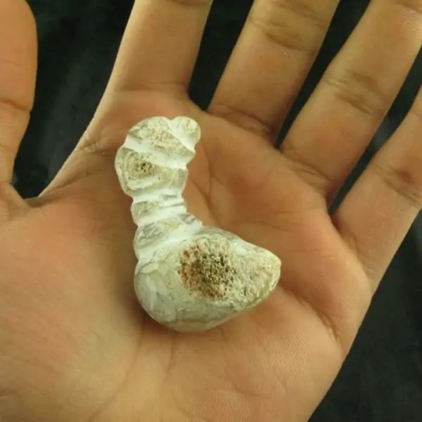White Dragon Horn Fossil - Type B6