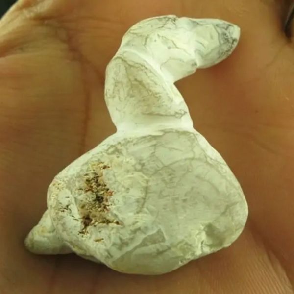 White Dragon Horn Fossil - Type C1 - Image 2