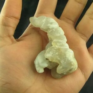 White Dragon Horn Fossil - Type C3