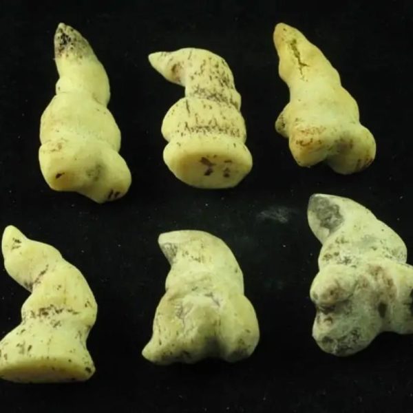 White Dragon Horn Fossil - Type D - Image 3