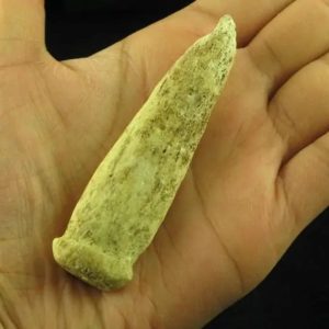 White Dragon Horn Fossil - Type E