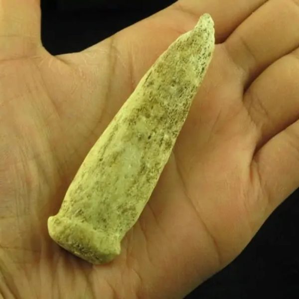 White Dragon Horn Fossil - Type E