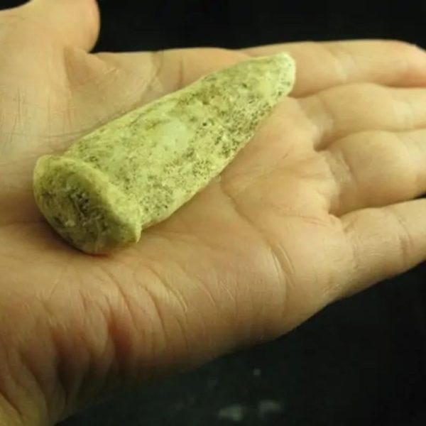 White Dragon Horn Fossil - Type E - Image 5