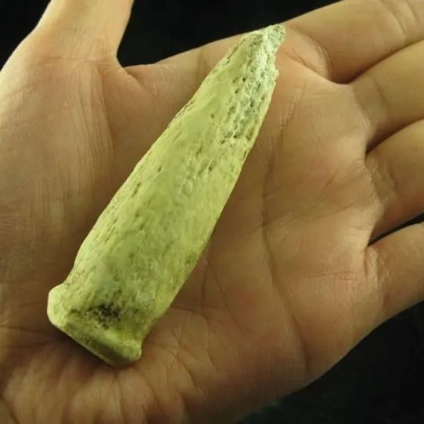 White Dragon Horn Fossil - Type E - Image 4