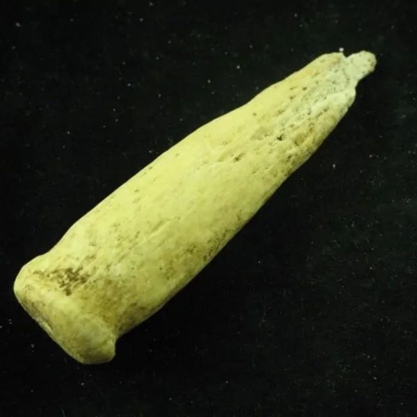 White Dragon Horn Fossil - Type E - Image 3
