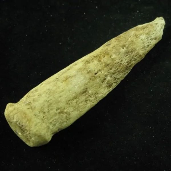 White Dragon Horn Fossil - Type E - Image 2