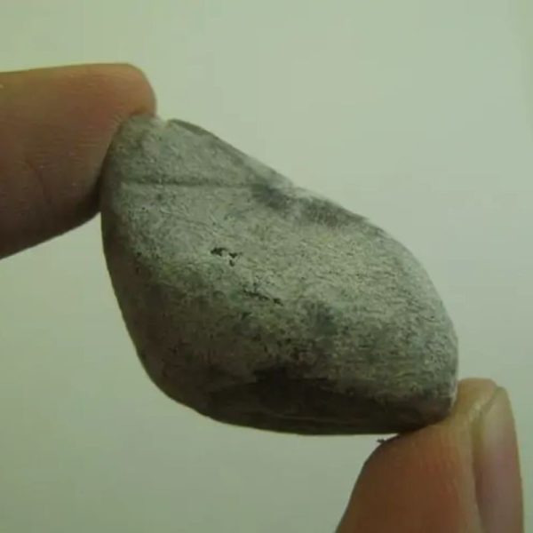 Snake Heart Fossil Type - E4 - Image 2