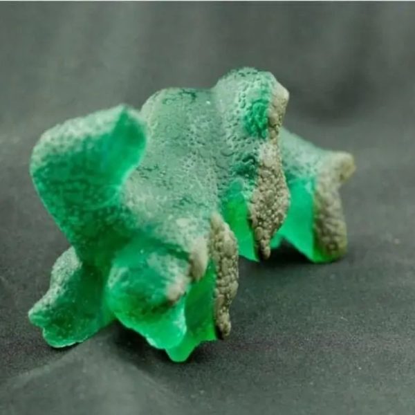 Fossilized Green Dragons - Type A4 - Image 3