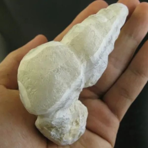 White Dragon Horn - Type G2