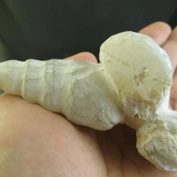 White Dragon Horn - Type G2 - Image 3