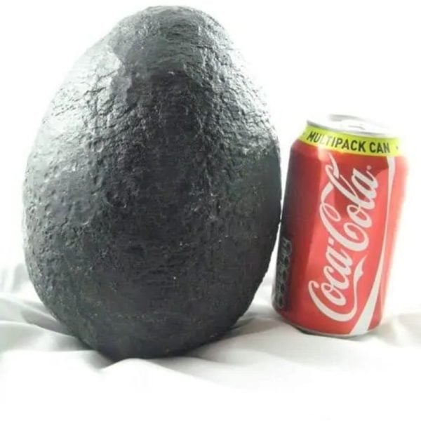 Black Telor Jagad Pearl - Type B3 (Small)
