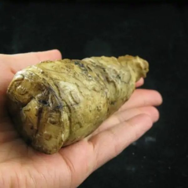Wulan Dragon Horn - Type A3 - Image 5