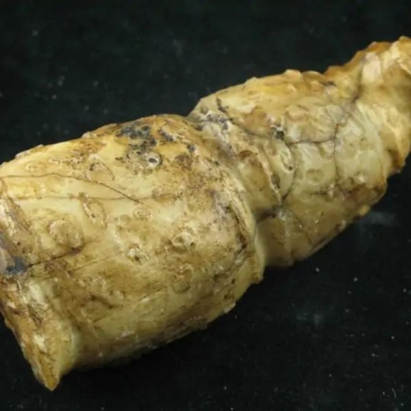 Wulan Dragon Horn - Type A3 - Image 2