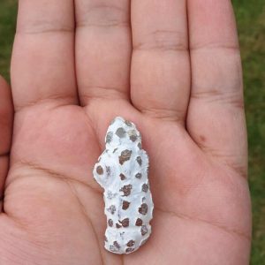 Porcupine Pearl - Type C
