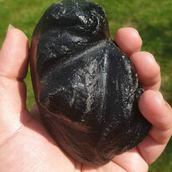 Antelope Horn Pearl - Type A - Image 2