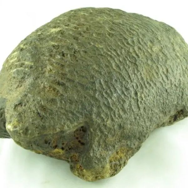 Fossilized Tortoise - Type A---SOLD - Image 6