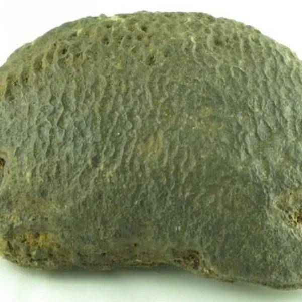 Fossilized Tortoise - Type A---SOLD - Image 5