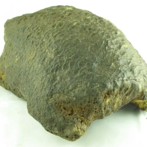Fossilized Tortoise - Type A---SOLD - Image 4