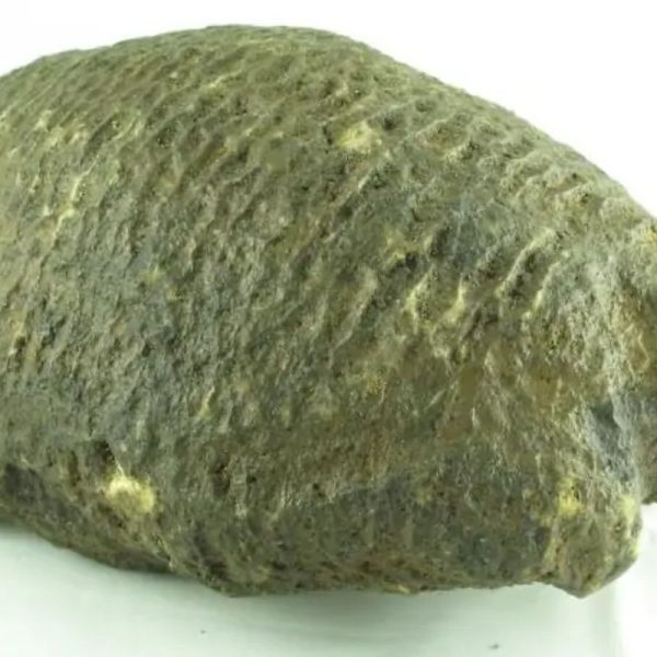 Fossilized Tortoise - Type A---SOLD - Image 3