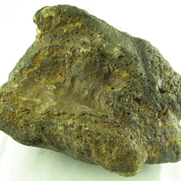 Fossilized Tortoise - Type A---SOLD - Image 2