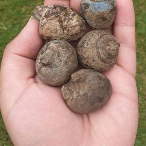 Water Buffalo Testicle Pearl - Type A1