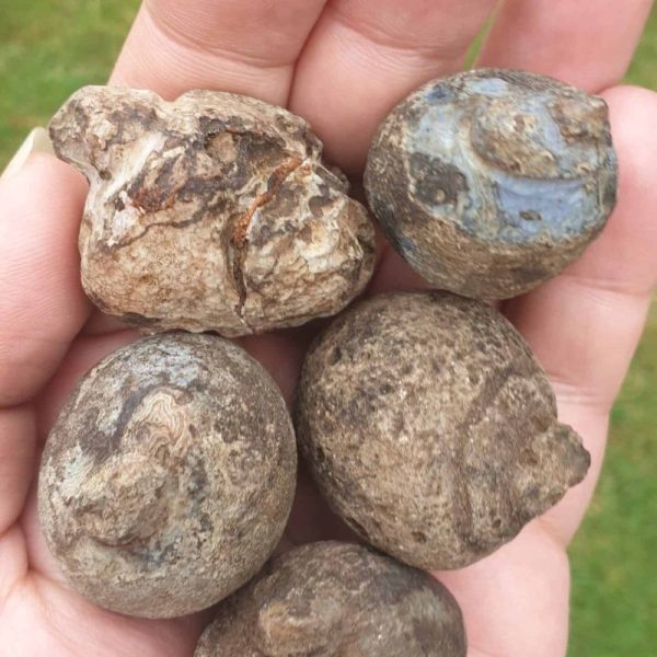 Water Buffalo Testicle Pearl - Type A1 - Image 2