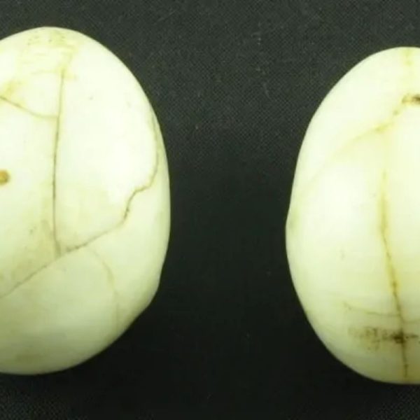 White Tiger Pearls - Type Y - Image 4