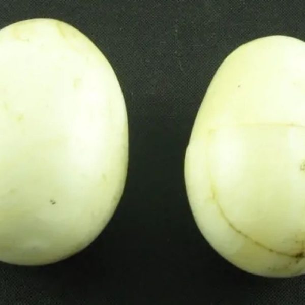 White Tiger Pearls - Type Y - Image 3