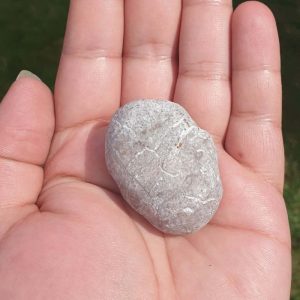 Rhinoceros Pearl - Type I1