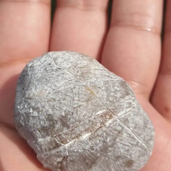 Rhinoceros Pearl - Type I1