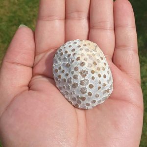 Rhinoceros Pearl - Type T