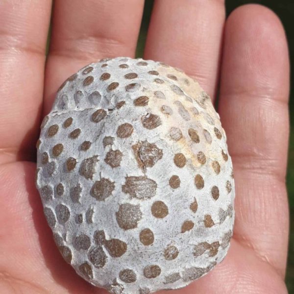 Rhinoceros Pearl - Type T - Image 3